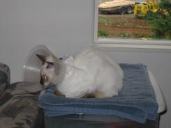 more kittens